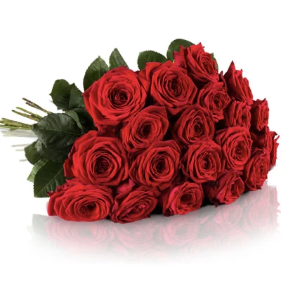 Red Roses Franeker