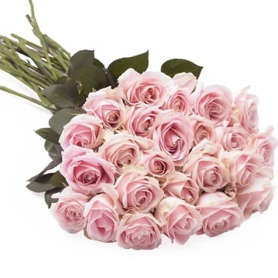Pink Roses Folsgare